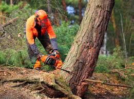 How Our Tree Care Process Works  in Wolfhurst, OH